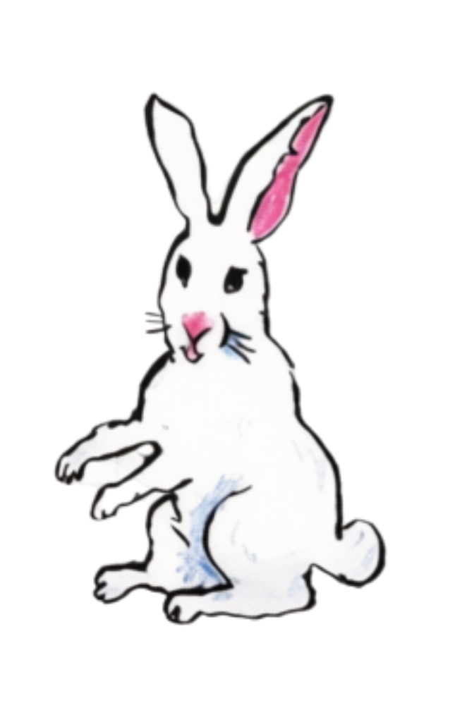 image of rabbit